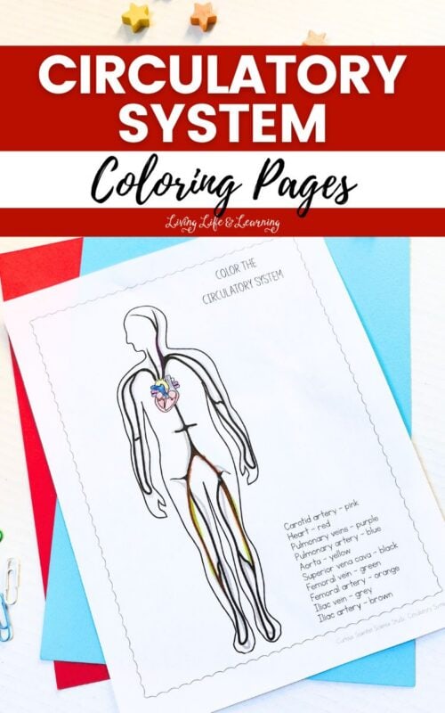Circulatory System Coloring Pages