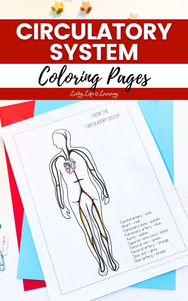 A coloring page included in the Circulatory System Coloring Pages