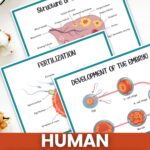 Human Reproduction Worksheets