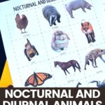 Nocturnal and Diurnal Animals Worksheets