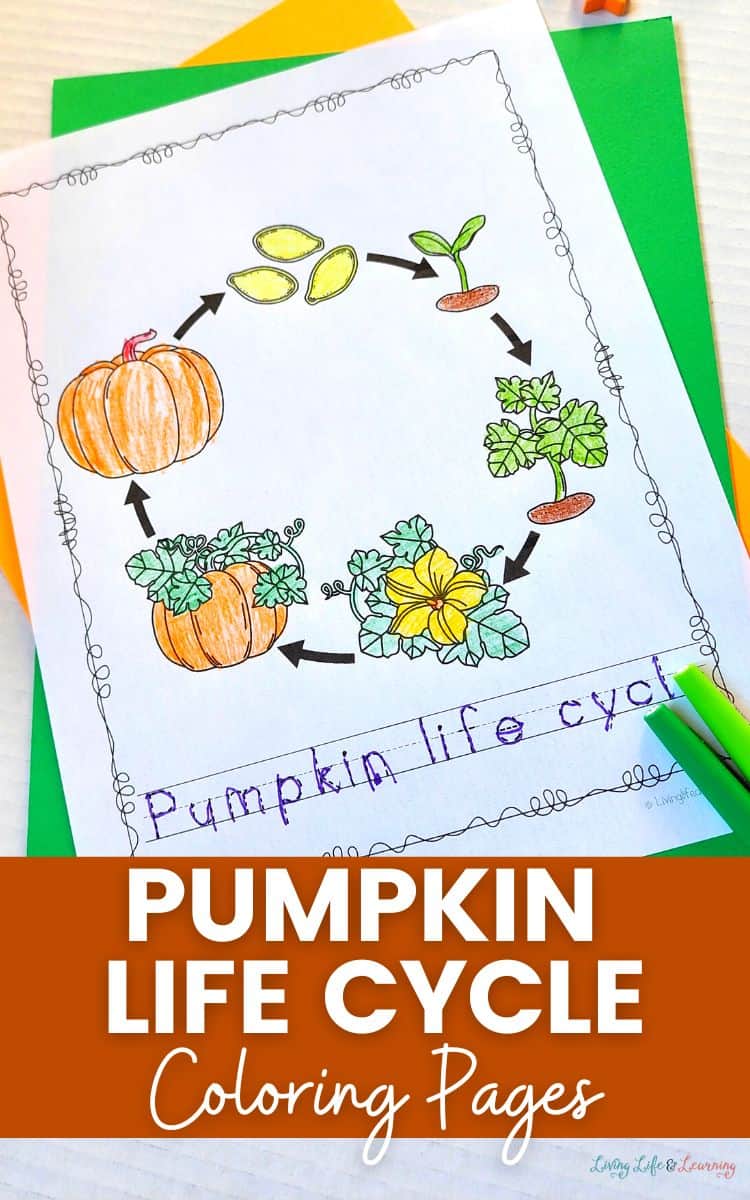 Pumpkin Life Cycle Coloring Pages Pumpkin Life Cycle Coloring Pages