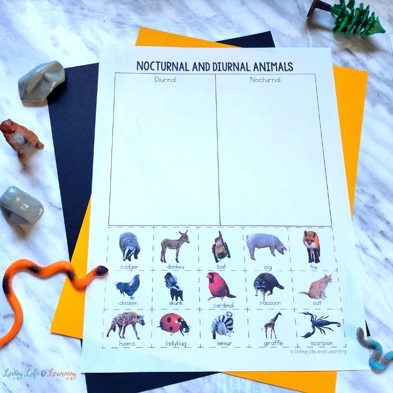 Nocturnal and Diurnal Animals Worksheets