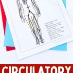 Circulatory System Coloring Pages on a table