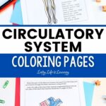 Two images of the Circulatory System Coloring Pages