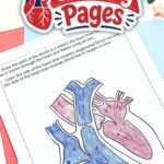A coloring page included in the Circulatory System Coloring Pages
