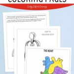 Three Circulatory System Coloring Pages on a table