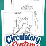 Circulatory System Coloring Pages on a table