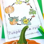 Pumpkin Life Cycle Coloring Pages