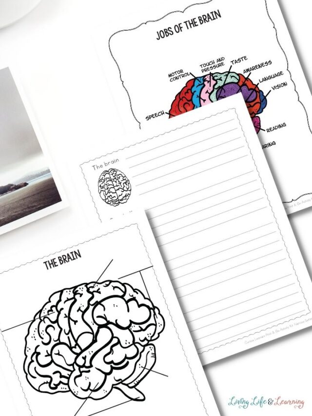 Brain Worksheets for Kids Story