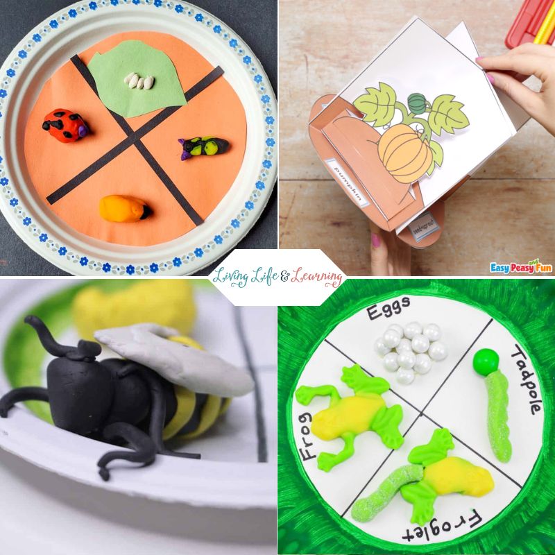 Top left panel: Life cycle of a ladybug made out of clay. Top right panel: 3d life cycle crafts of a pumpkin. Bottom left panel: Bee made out of clay. Bottom right panel: Life cycle of a frog made out of candies.