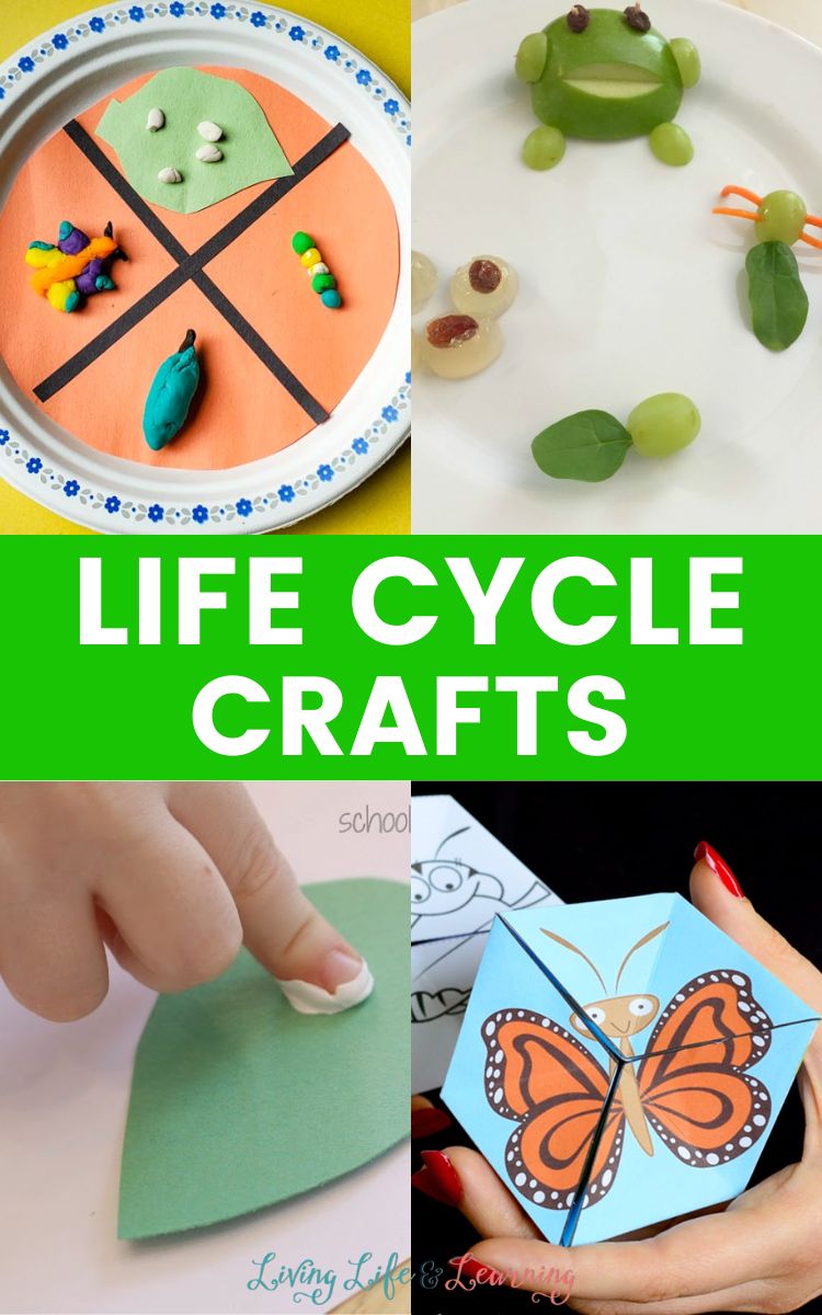 Four panels of life cycles crafts. Top left: life cycle of butterfly made out of clay. top right: life cycle of frog made out of fruits. bottom left: finger painting on a cut-out leaf. bottom right: folded butterfly. Life Cycle Crafts written in the middle.