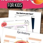 Human Eye Worksheets for Kids