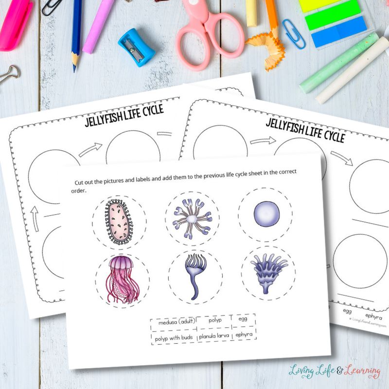 Life Cycle of a Jellyfish Worksheet