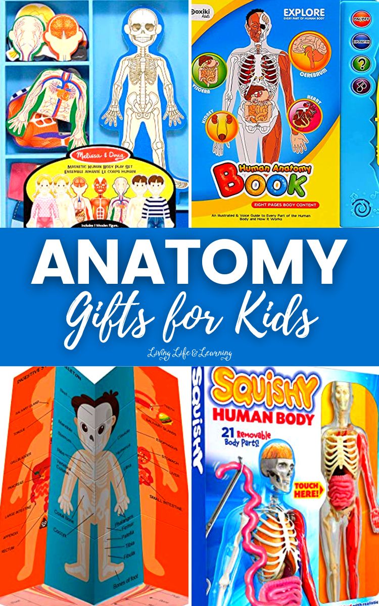 Anatomy Gifts for Kids