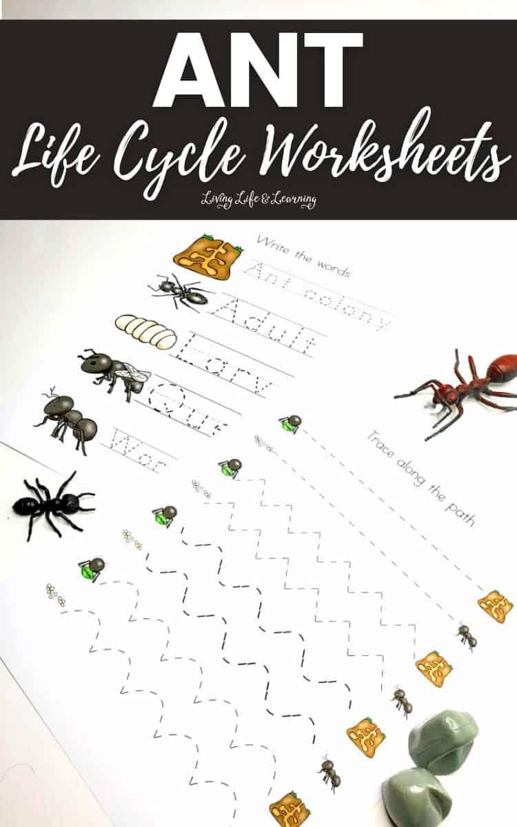 There are two Ant Life Cycle Worksheets on a table.