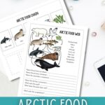 Arctic Food Chain Worksheets