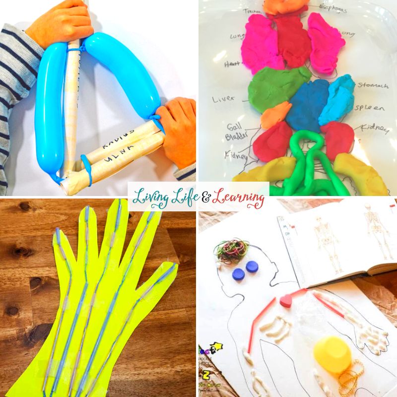 Human Body Crafts For Elementary