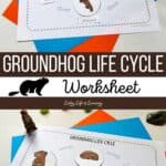 Groundhog Life Cycle Worksheet