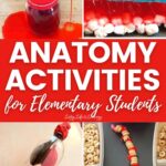 Anatomy Activities for Elementary Students