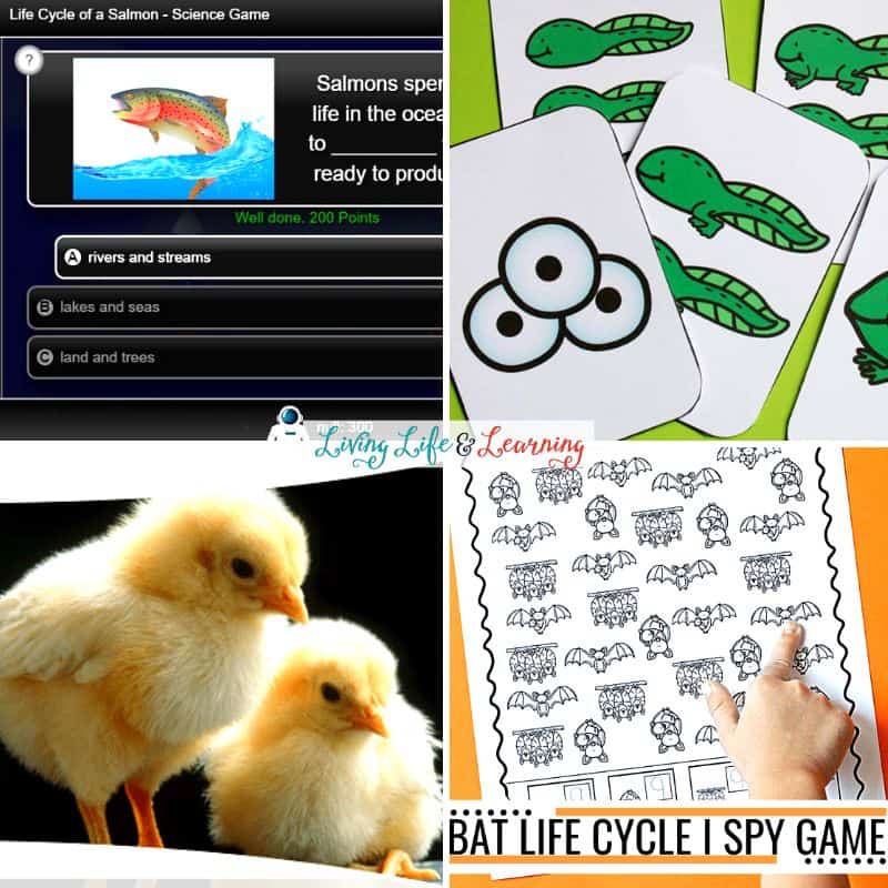 Animal Life Cycle Games