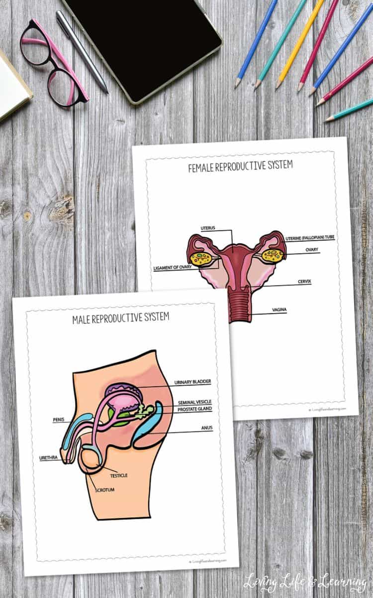 Reproductive System Coloring Pages on a table