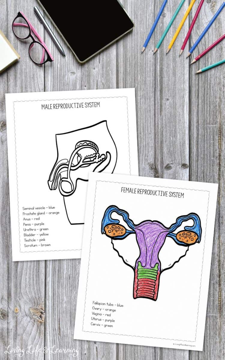 Two coloring pages included in the Reproductive System Coloring Pages
