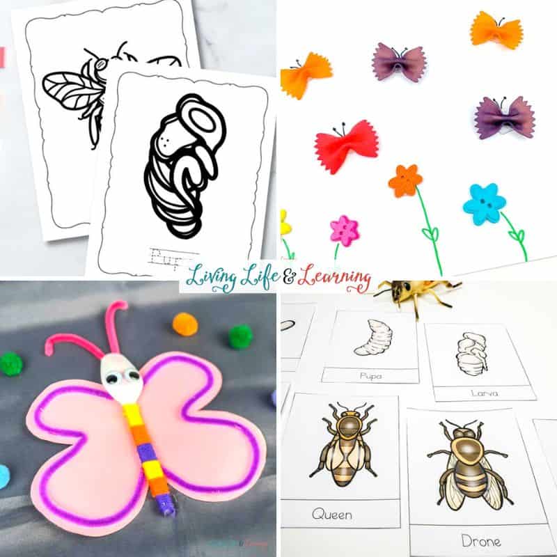 A collage of Bug Activities for Kids