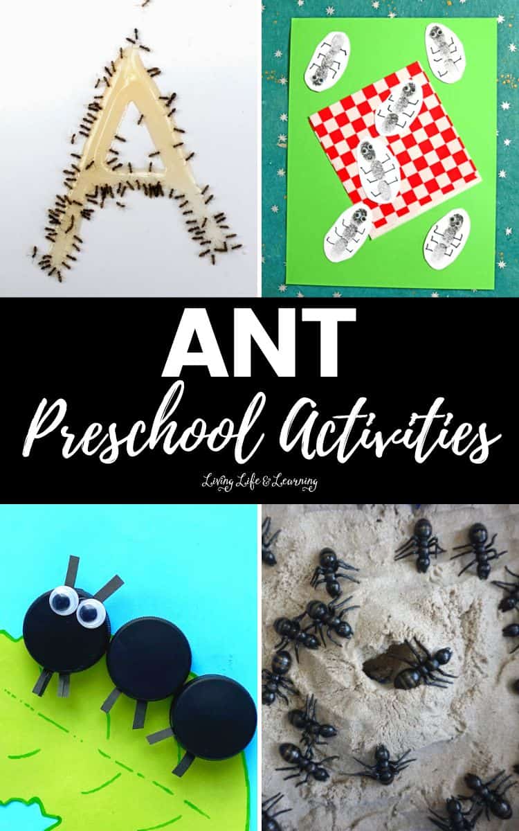 Ant Preschool Activities