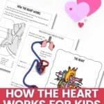 How the Heart Works for Kids Worksheet