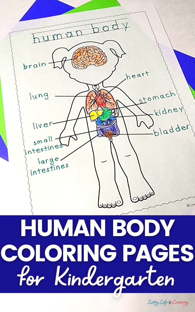 Human Body Coloring Pages for Kindergarten