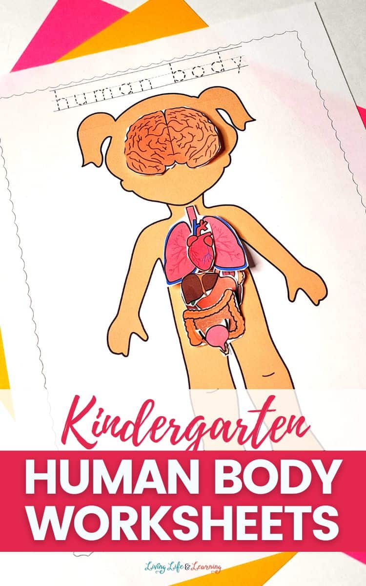 Human Body Worksheets Have Fun Teaching Parts Of The Body Worksheets Human Body Worksheets Have Fun Teaching Parts Of The Body Worksheets