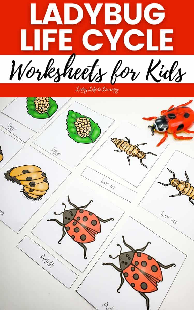 Ladybug Life Cycle Worksheets for Kids