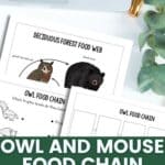 Owl and Mouse Food Chain Worksheet