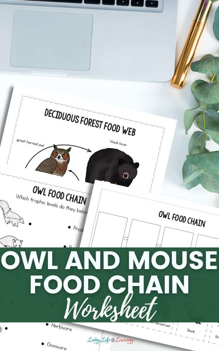 Owl and Mouse Food Chain Worksheet