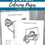 Two Reproductive System Coloring Pages on a table