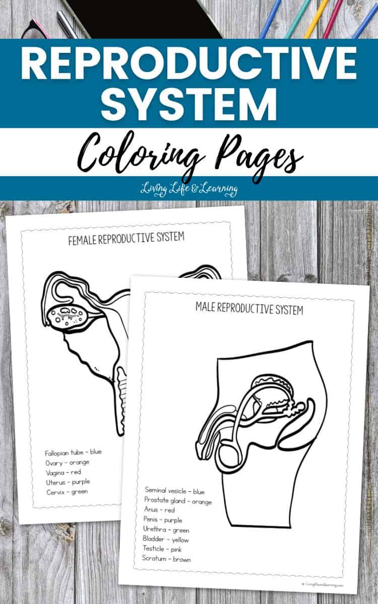 Two Reproductive System Coloring Pages on a table
