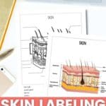 Skin Labeling Worksheet