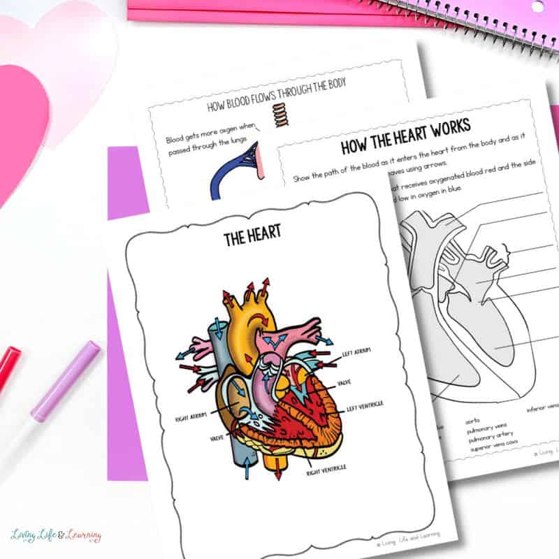 How the Heart Works for Kids Worksheet
