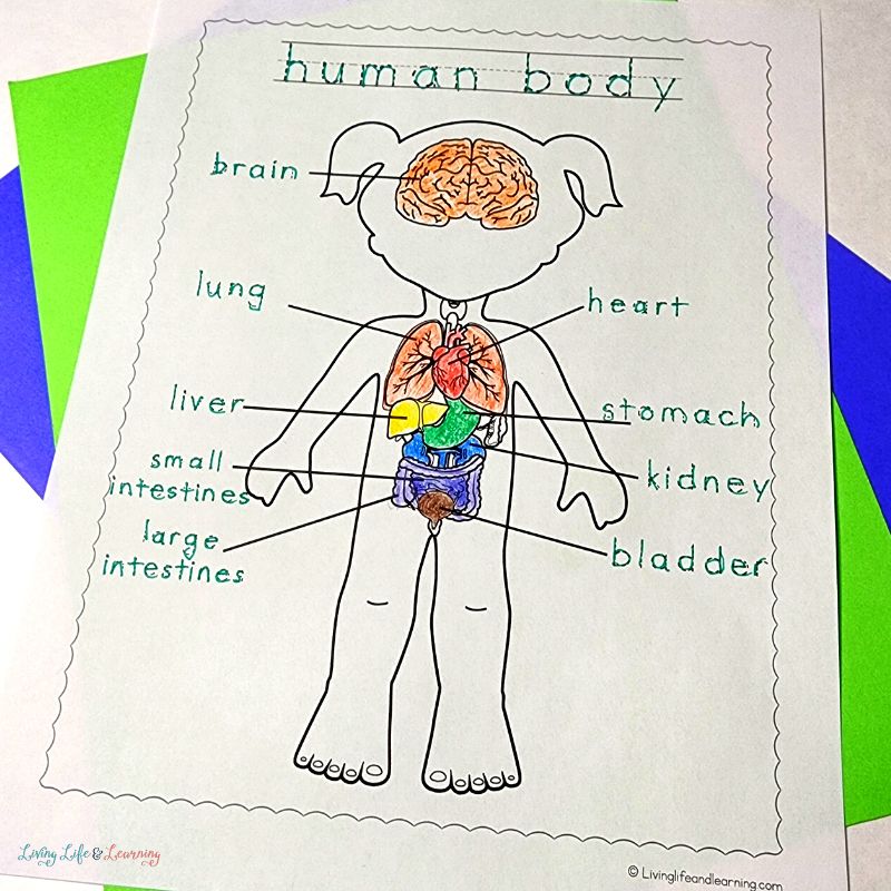 Human Body Coloring Pages for Kindergarten