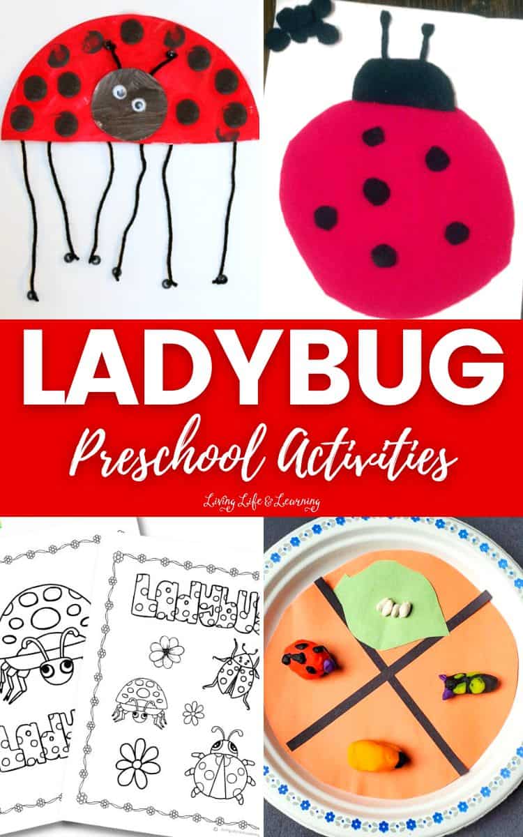 Ladybug Preschool Activities
