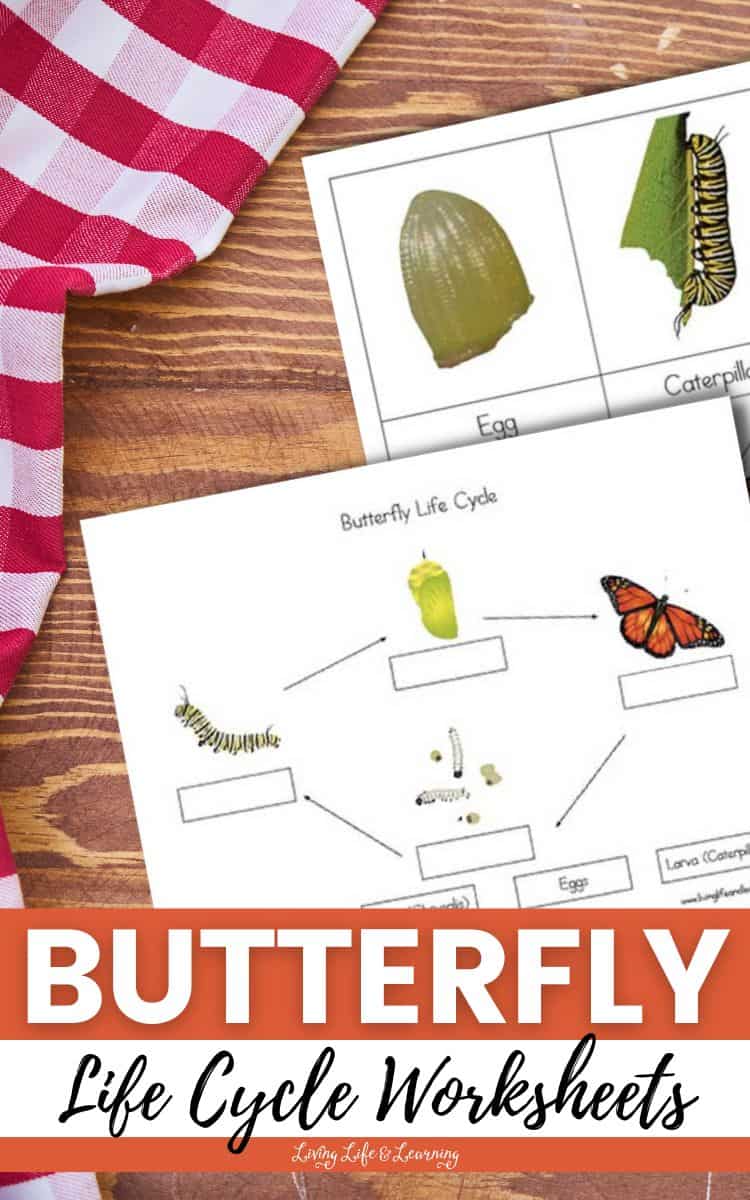 Two Life Cycle of a Butterfly Worksheets on a table.