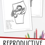 Two coloring pages included in the Reproductive System Coloring Pages