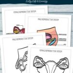 Reproductive System Coloring Pages on a table