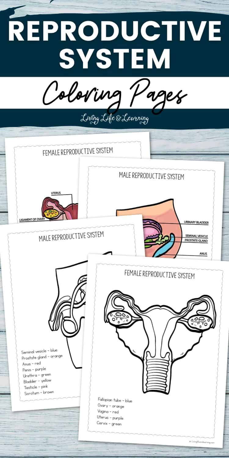 Reproductive System Coloring Pages