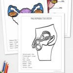 Four Reproductive System Coloring Pages on a table