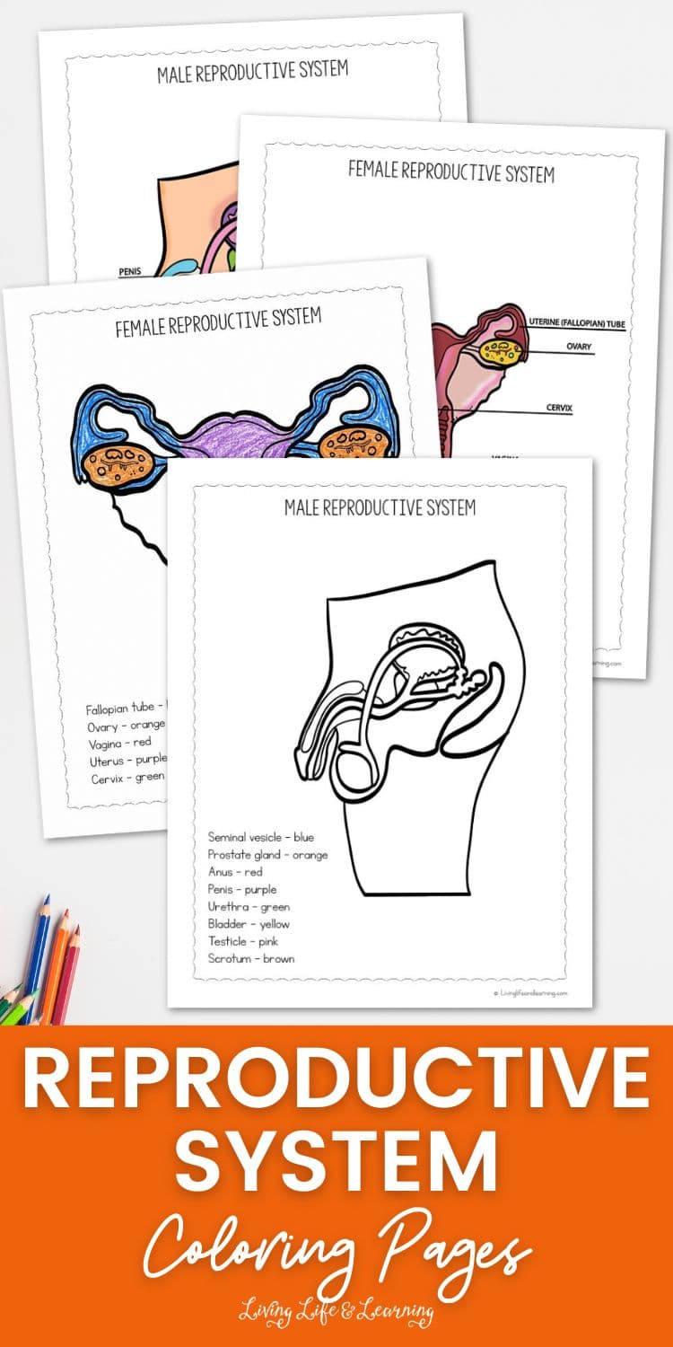 Reproductive System Coloring Pages
