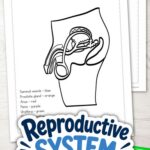 Two coloring pages included in the Reproductive System Coloring Pages