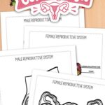 Reproductive System Coloring Pages on a table