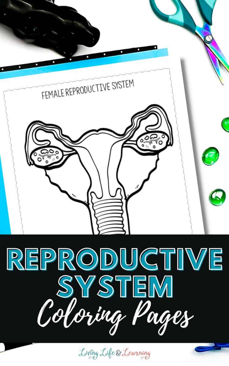 Reproductive System Coloring Pages
