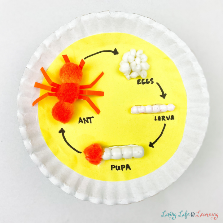ant life cycle craft